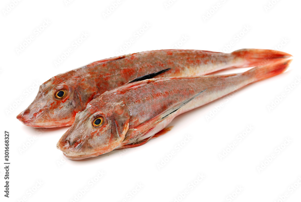 Red Gurnard Fish (Chelidonichthys cuculus) on White Background