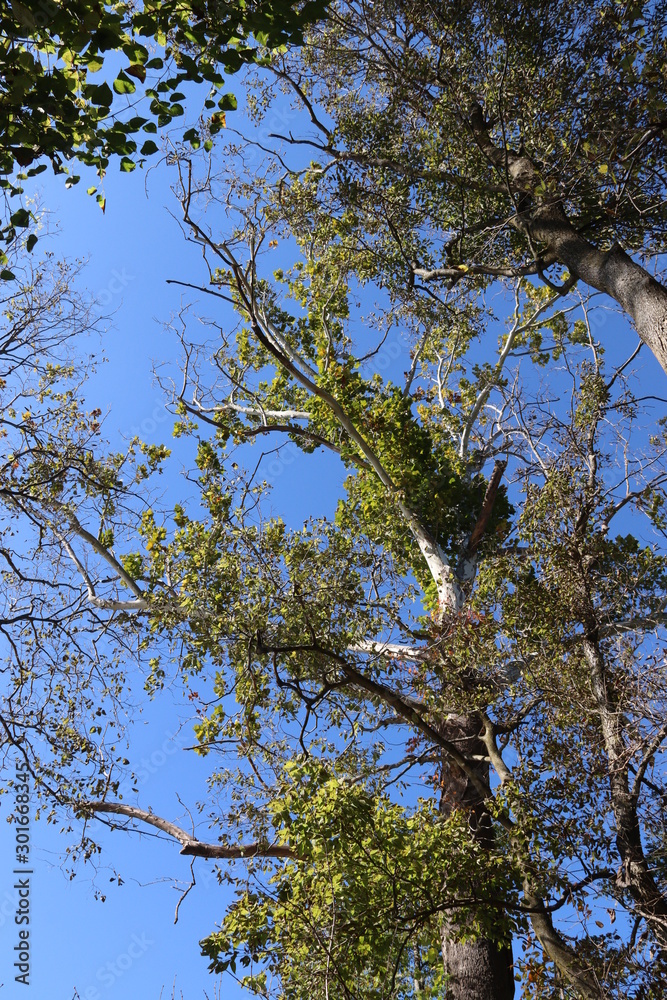 Fototapeta premium Tree in sky
