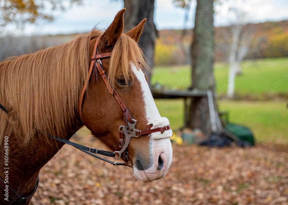 Obraz premium Horse Head