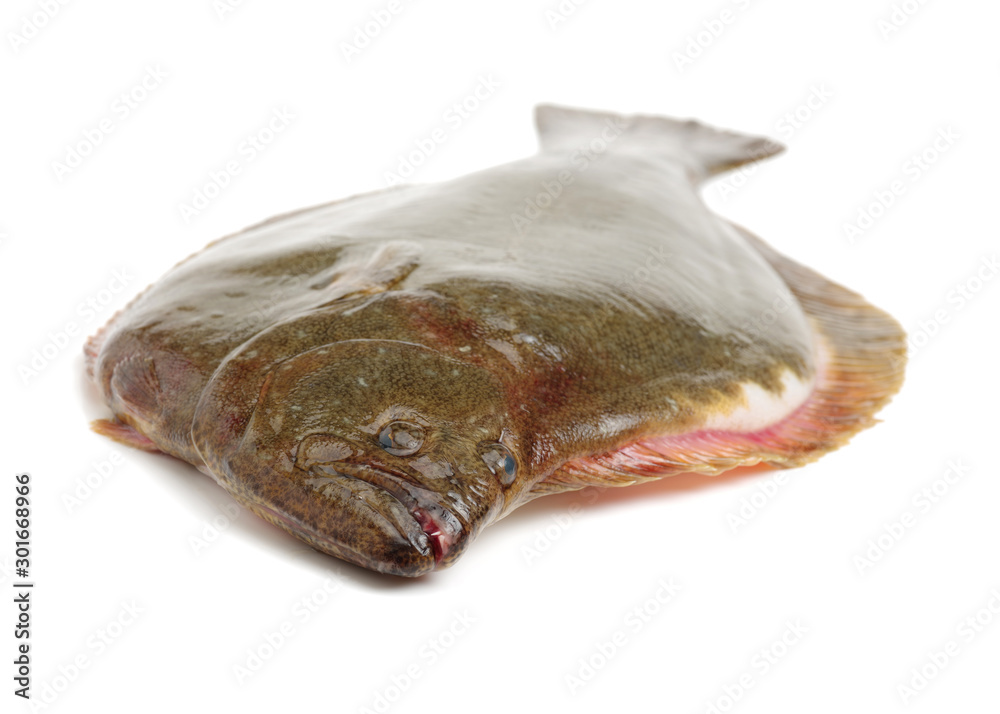Psetta maxima (Turbot Fish) isolated on white background 