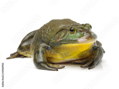 Fotografie Bullfrog, Rana catesbeiana, against white background, studio shot