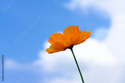 Low angle of garden cosmos flower with cloudy sky background