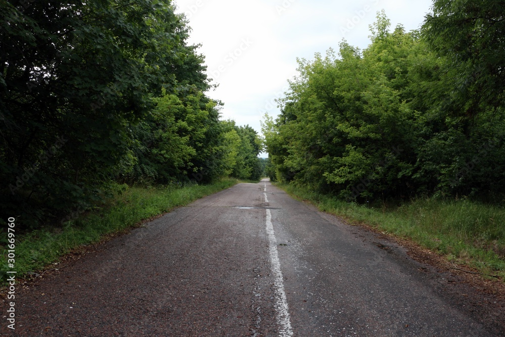 The road in the forest.