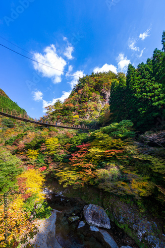 秋の紅葉絶景 樅木の吊橋