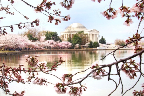 Cherry blossoms around the Tidal Basin in Washington DC overlooking the Jefferson Memorial