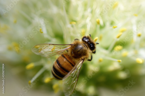 Bee. Close-up of a large bee sitting on a white flower and collecting pollen. Macro photography © borislav15