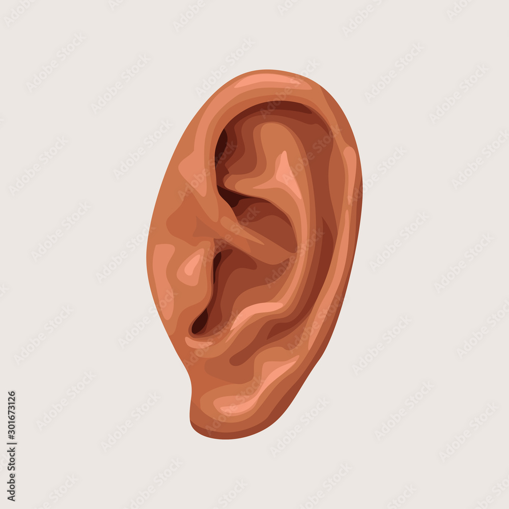 human ear on white background human ear on white background