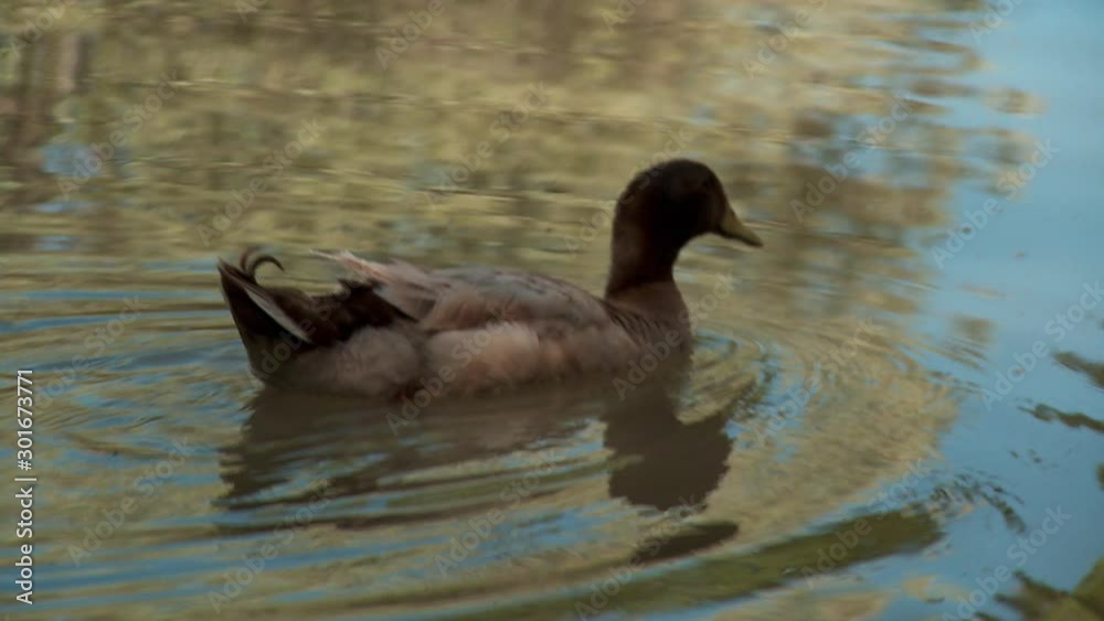 Young American black duck shaking it out on a beautiful pond. Young American black duck shaking it out on a beautiful pond.