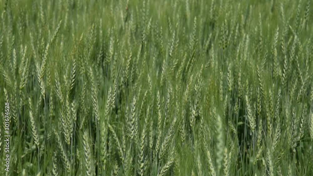 Green wheat field on the prairies Green wheat field on the prairies