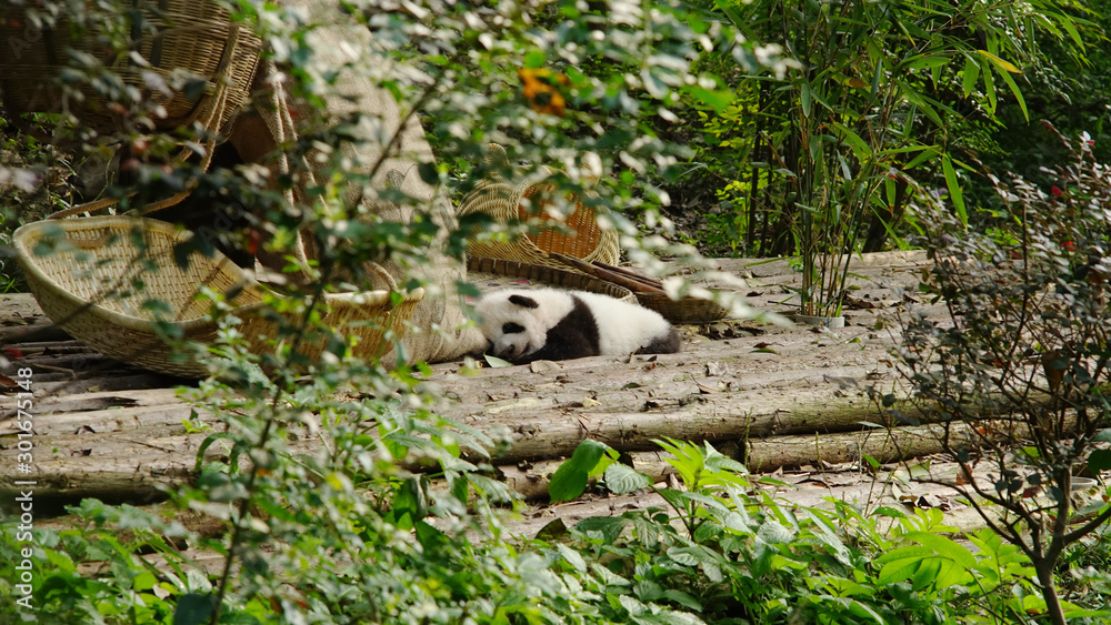 Obraz premium Panda resting at the Research Base of Giant Panda Breeding 