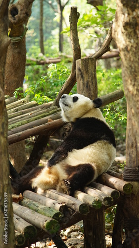 Panda resting at the Research Base of Giant Panda Breeding 