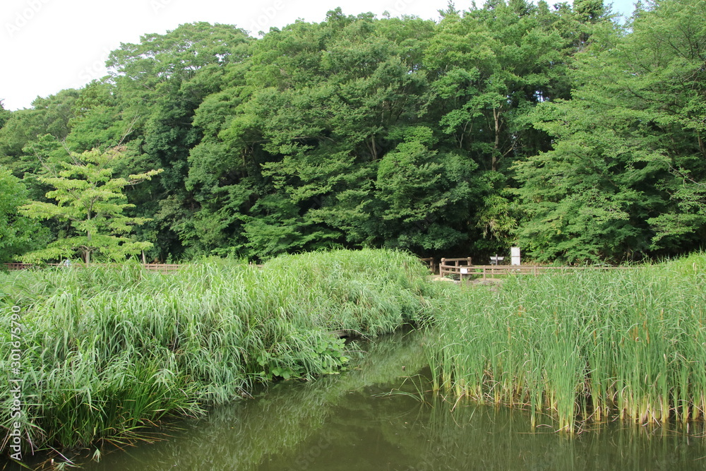 大和市・泉の森公園の風景