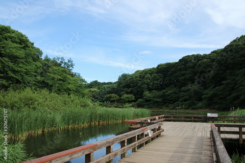 大和市・泉の森公園の風景