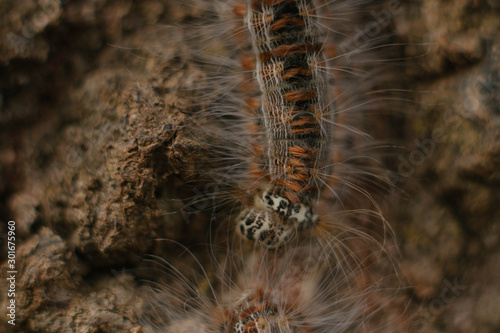 caterpillar on tree