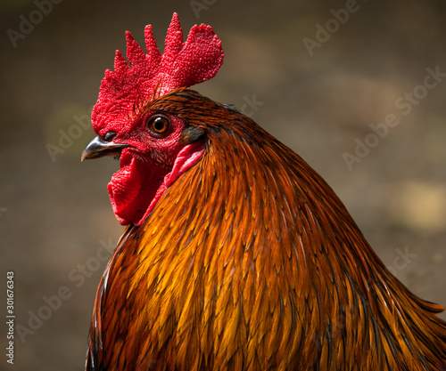 A portrait photo of a colorful rooster side on showing off its beautiful orange feathers and bright red wattle.