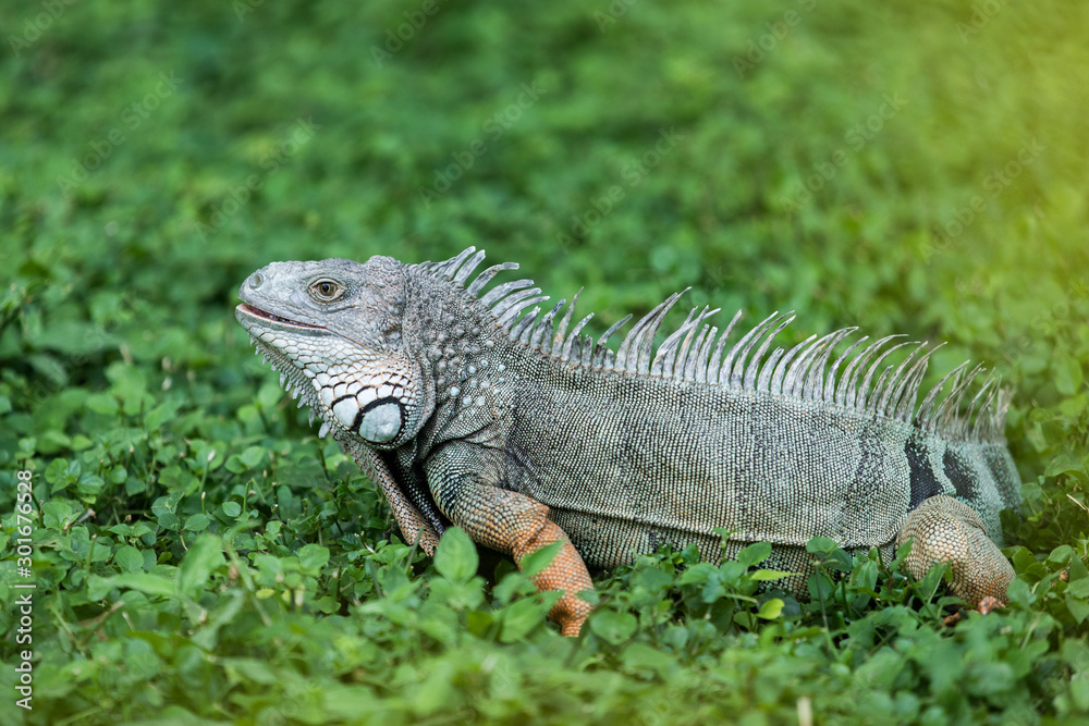 Photo of green iguana shot at Santa Marta Colombia 