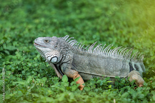 Photo of green iguana shot at Santa Marta Colombia 