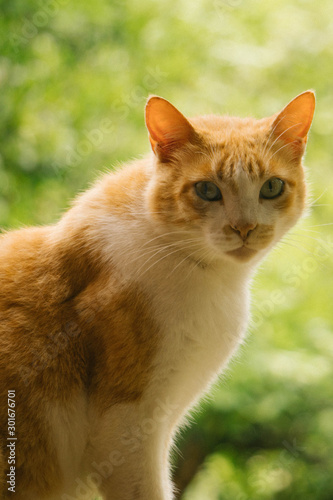 cat with green eyes © Arthur