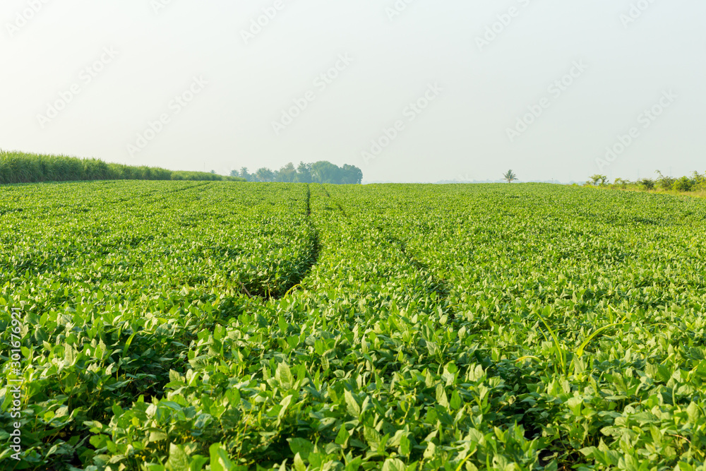 Green ripening soybean field, agricultural landscape. Beautiful green soy fields growing in rows, agriculture generating money for the local economy. 