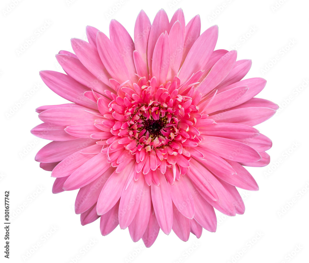 Closeup single pink Gerbera daisy flower isolated on white background with clipping path. Top view. Flat lay. Spring summer concept. Closeup single pink Gerbera daisy flower isolated on white background with clipping path. Top view. Flat lay. Spring summer concept.