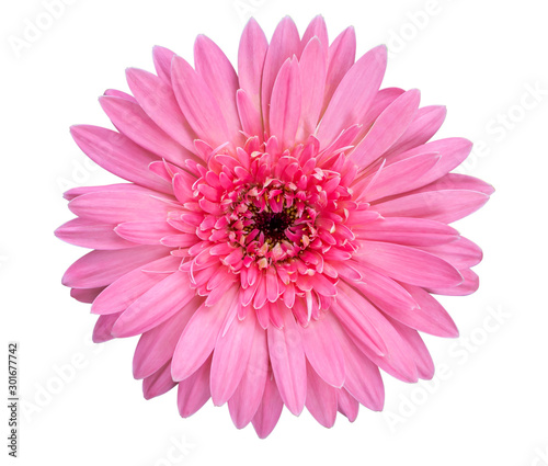 Closeup single pink Gerbera daisy flower isolated on white background with clipping path. Top view. Flat lay. Spring summer concept.