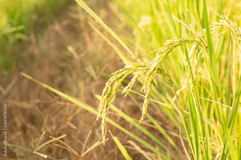 Rice in field conversion test at North Thailand,rice yellow color Rice in field conversion test at North Thailand,rice yellow color