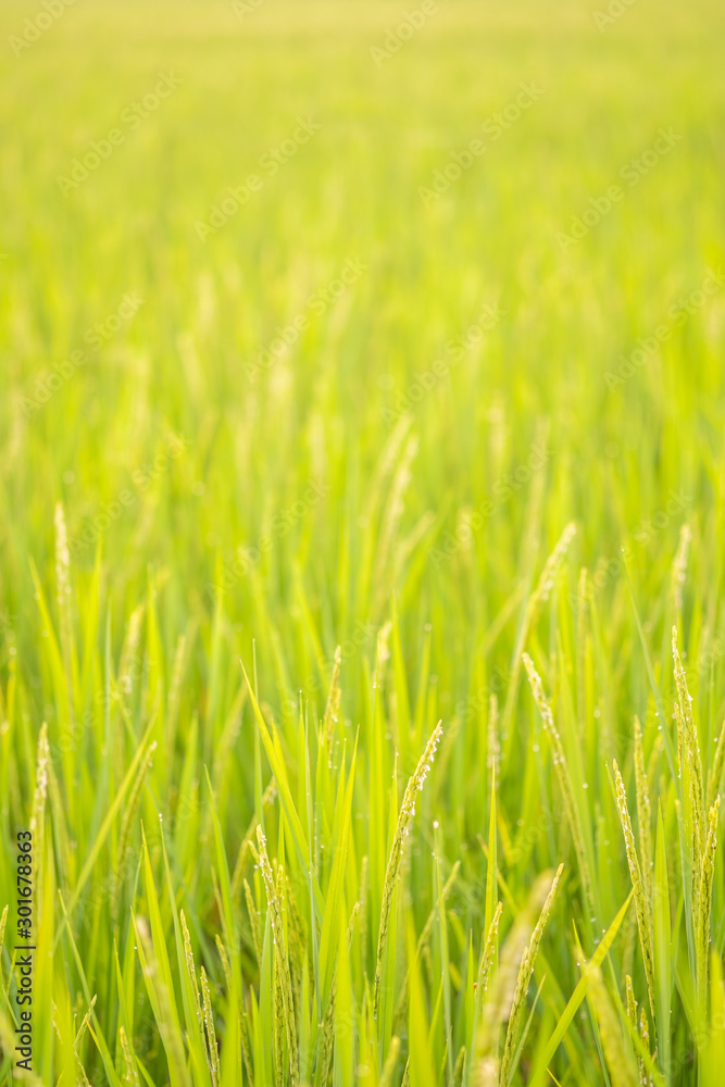 green rice field in nature