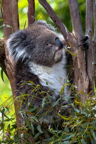 Photography Koala in a gum tree having a snack