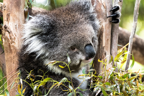 Photography Koala in a gum tree having a snack