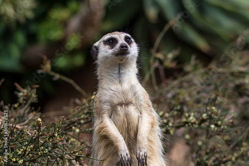 Meerkat standing upright and investigating in the bush