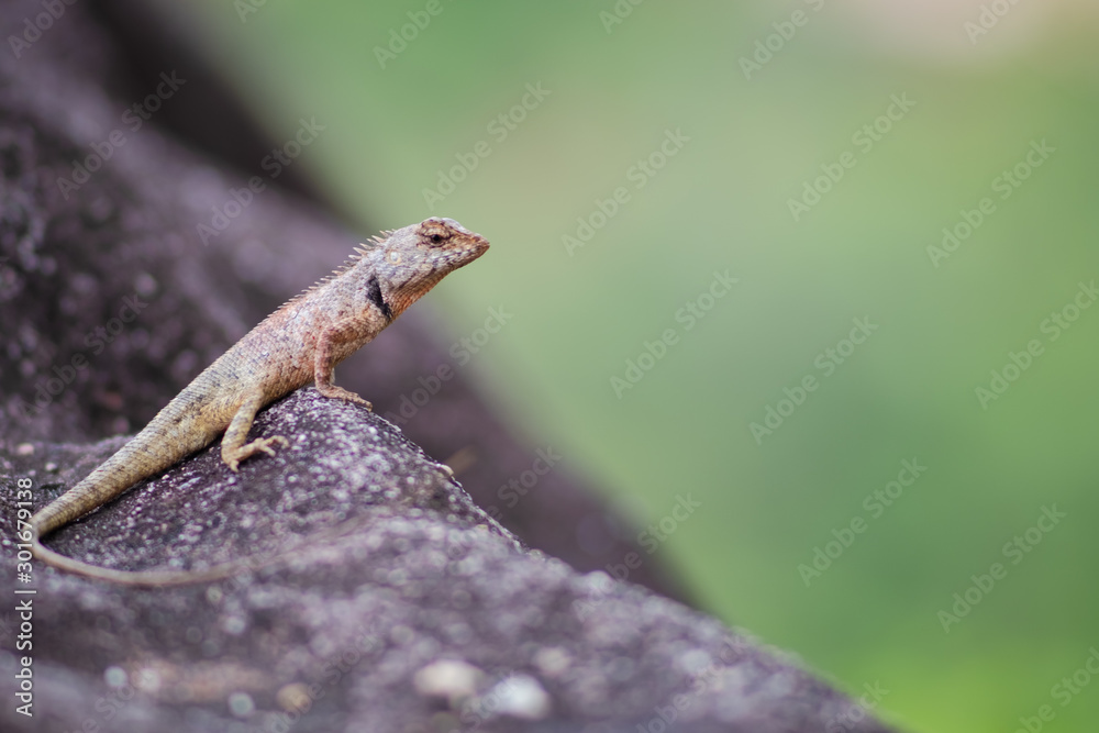 Portrait of Oriental Garden Lizard, eastern garden lizard or changeable lizard on the rock with green natural background and copy space for text , animal wildlife concept. Portrait of Oriental Garden Lizard, eastern garden lizard or changeable lizard on the rock with green natural background and copy space for text , animal wildlife concept.
