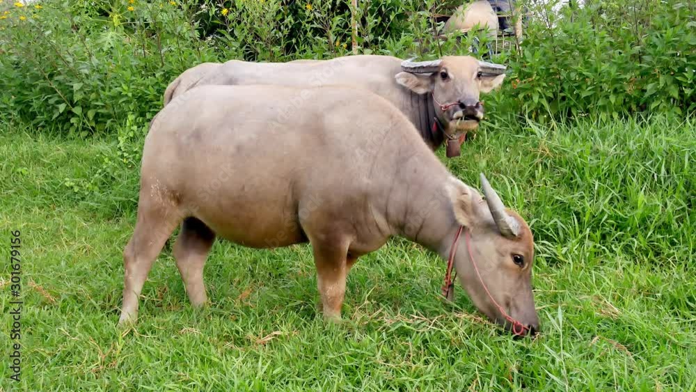 Buffalo eating grass on the ground in the countryside Buffalo eating grass on the ground in the countryside
