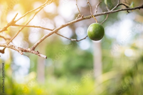 Fresh green lime fruits hanging on the tree,citrus fruit in tropical are excellent source of vitamin C.