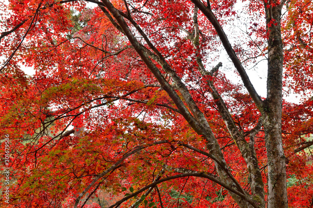 紅葉 紅葉