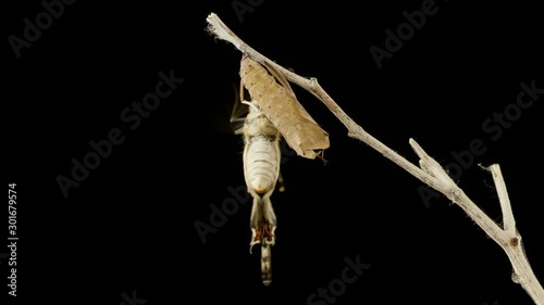 Time Lapse of a butterfly emerging from it's Cocoon. photo