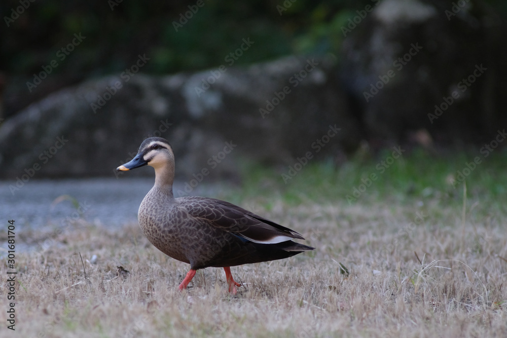 duck on grass duck on grass