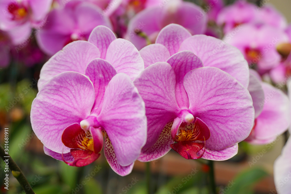 Purple flower phalaenopsis orchid . commonly known as the moon orchid or moth orchid  butterfly orchids.  pink Phalaenopsis or Moth dendrobium Orchid flower.Phalaenopsis amabilis.