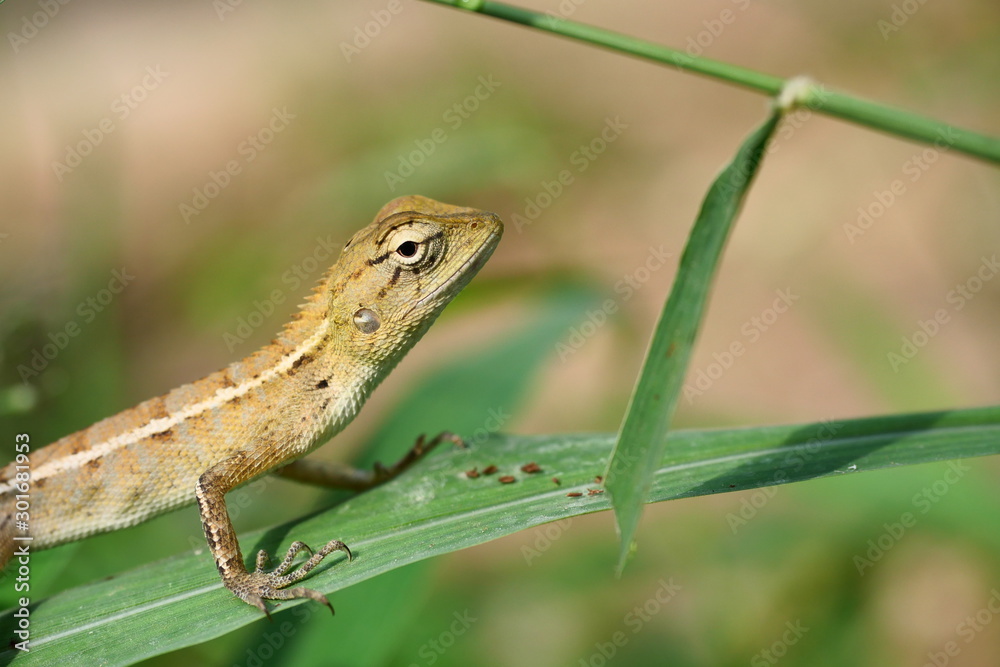 Baby Thai chameleon on grass tree with natural green leaves in the background. Thailand Baby Thai chameleon on grass tree with natural green leaves in the background. Thailand