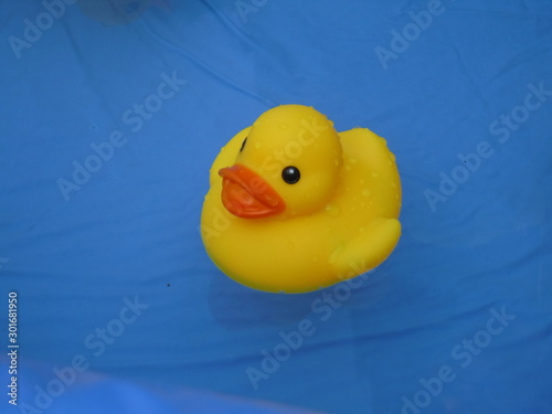 Duck floats - 浮かぶ あひる
