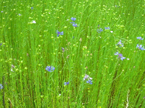 Background of growing steles of flax with cornflower flowers