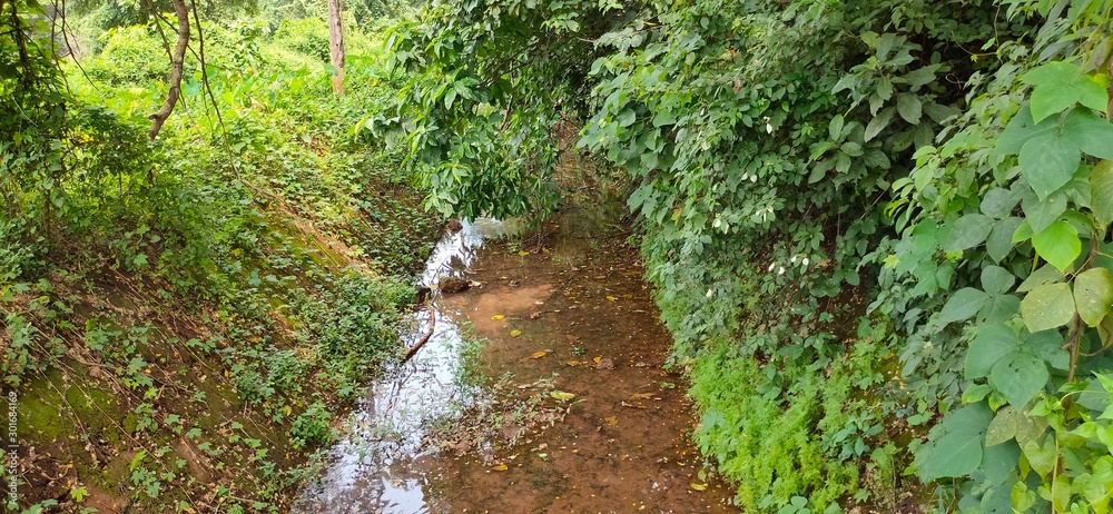 Obraz premium stream in the forest