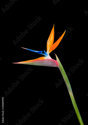 bird of paradise flower close up isolated on a black background