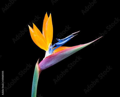 bird of paradise flower close up isolated on a black background