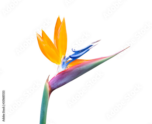 bird of paradise flower close up isolated on a white background © Kort Feyerabend