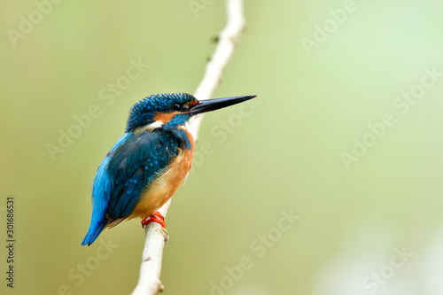 Beautiful blue bird calmly perching on thin white branch in quiet environment, male of Common Kingfisher in wild