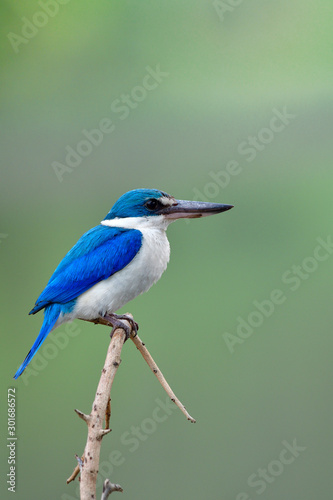 Blue and white bird with big beaks and large eyes sitting on thorn branch, Todiramphus chloris (Collared kingfisher) © prin79