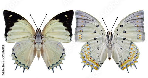 Jewelled Nawab (Polyura delphis) beautiful pale green butterfly diamond decorated on its wings both forewing and hindwing view in natural color isolated on white background © prin79