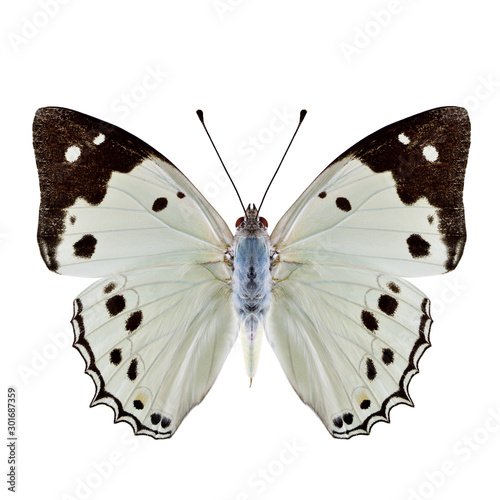 White Emperor (Helcyra hemina) Beautiful pale bright butterfly with black stripe on wing tip isolated over white background, fascinated nature collection