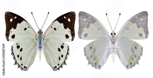 White Emperor (Helcyra hemina) Beautiful pale bright butterfly with black stripe on wing tip isolated on white background both upper and lower wings grain details in natural color photo