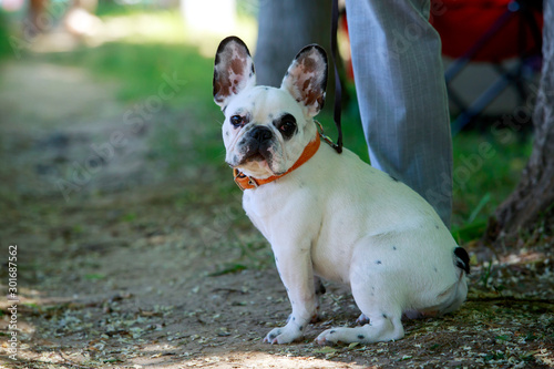 Fototapeta Naklejka Na Ścianę i Meble -  Dog breed French Bulldog